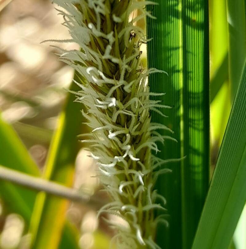Carex chilensis flower