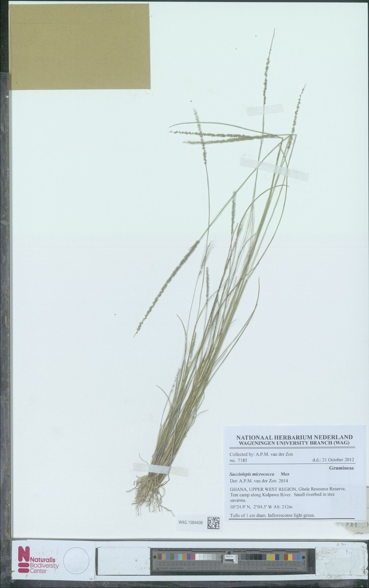 Sacciolepis micrococca — houseplant care guide