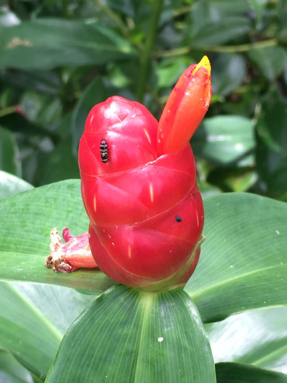 Costus woodsonii flower