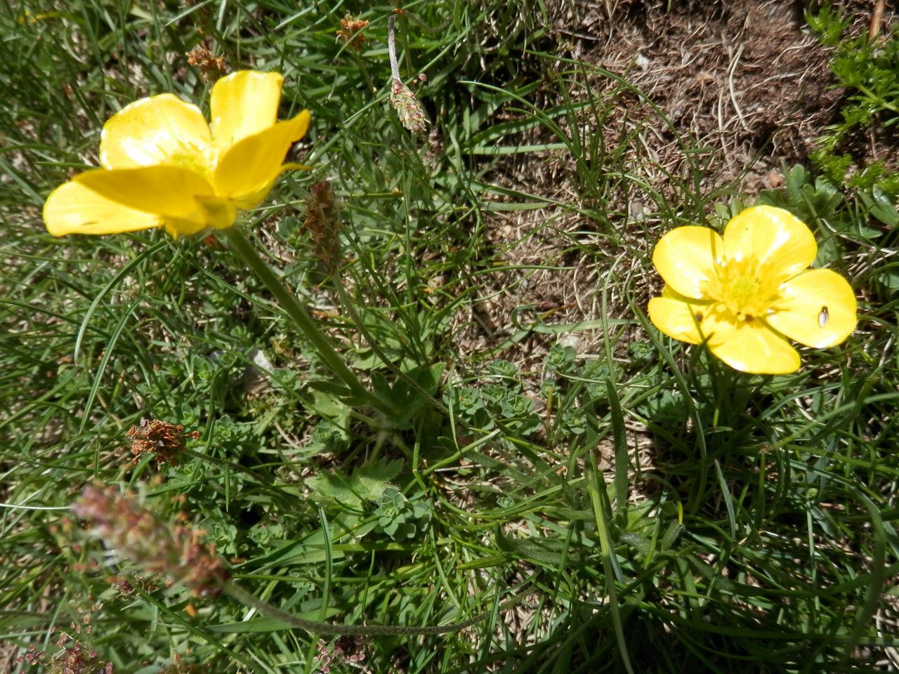 Ranunculus aduncus flower