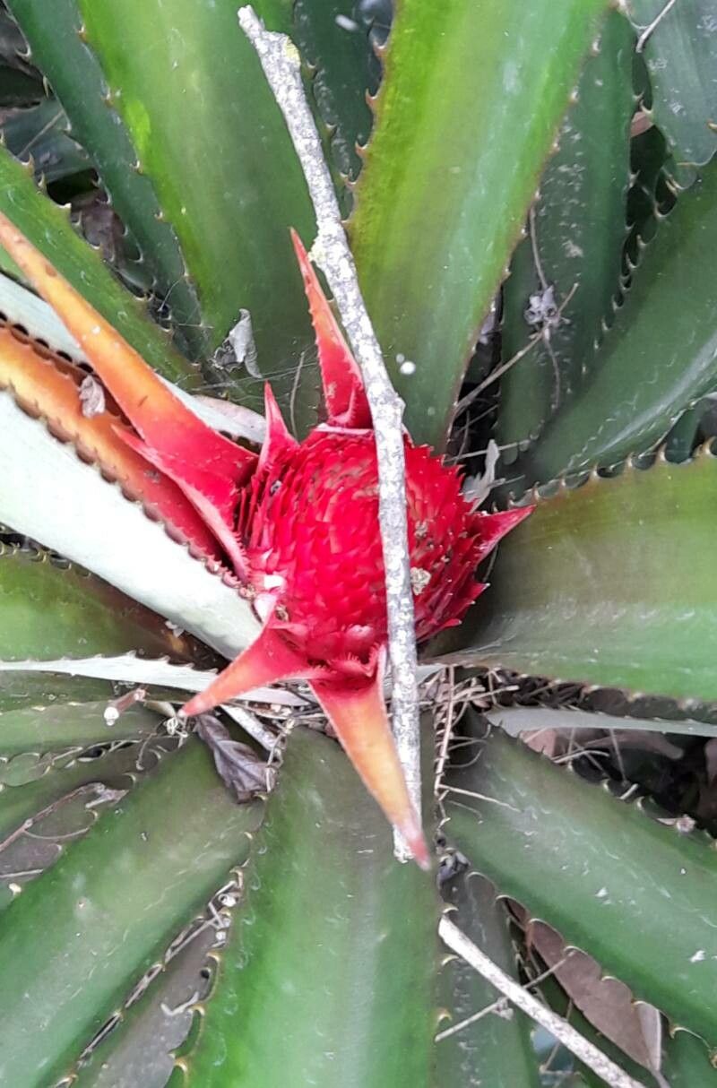 Ananas macrodontes flower