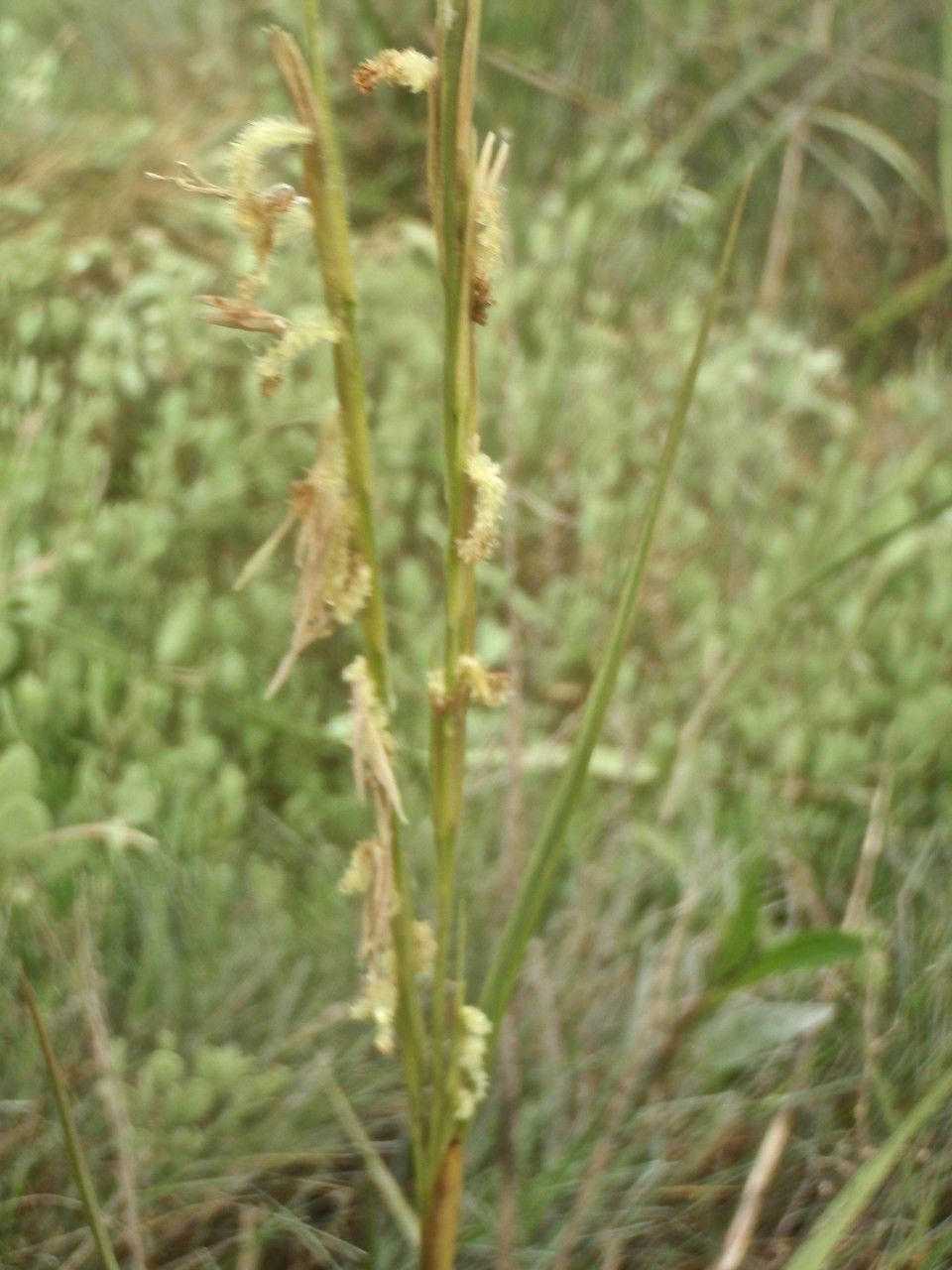 Spartina x townsendii habit