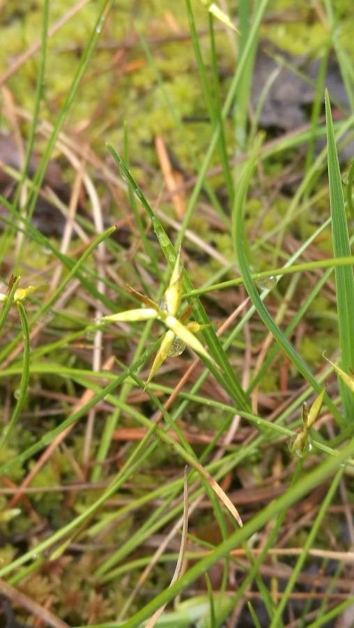 Carex pauciflora flower