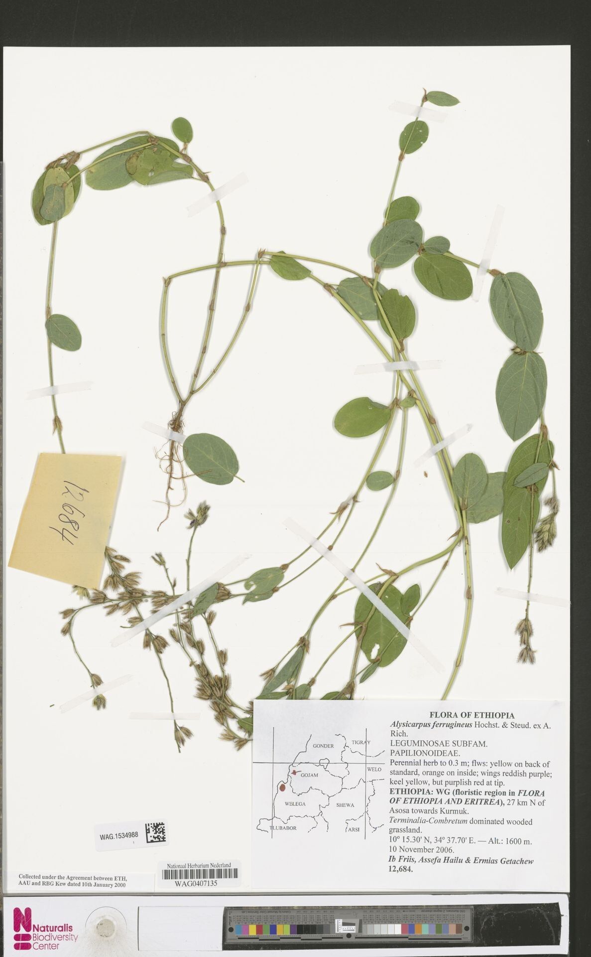 Alysicarpus ferrugineus — related species from the same genus