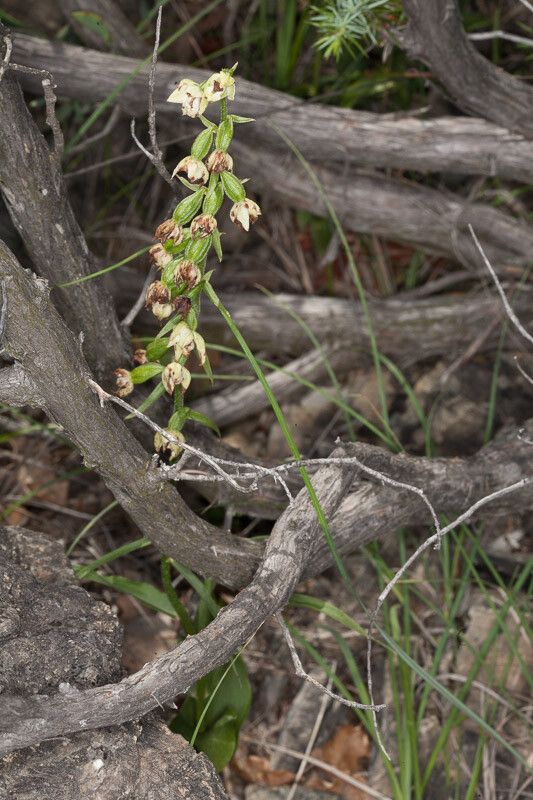 Epipactis muelleri habit