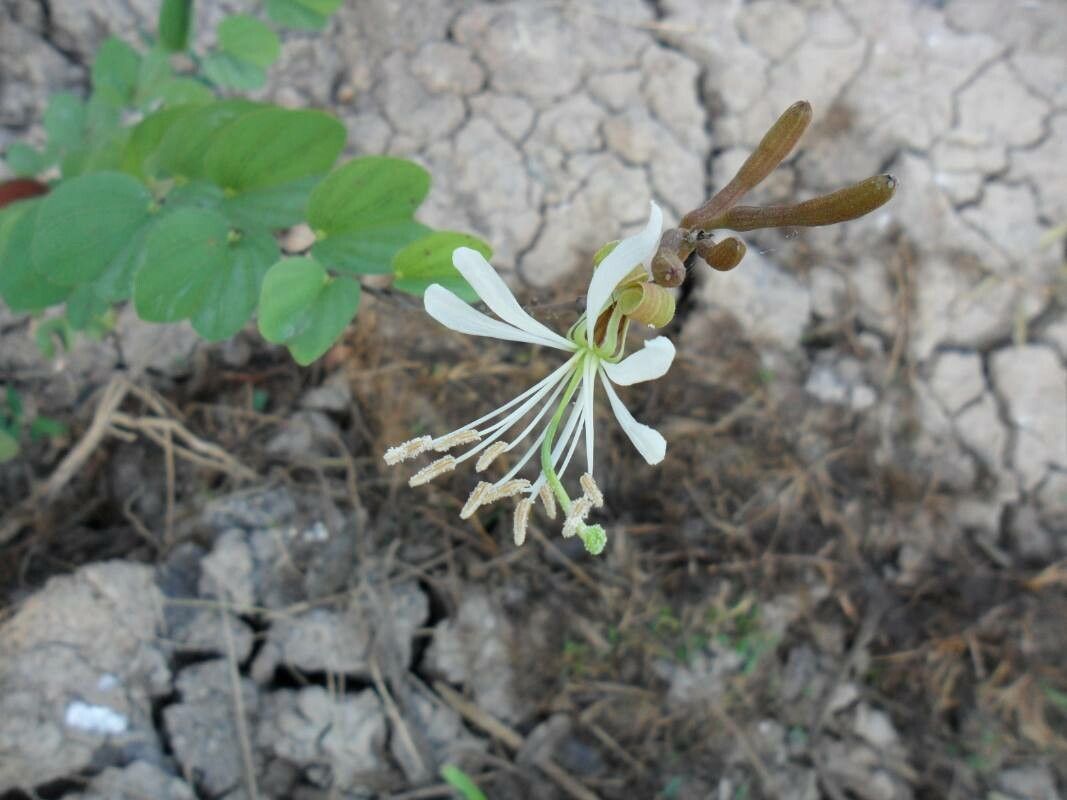 Bauhinia rufa other