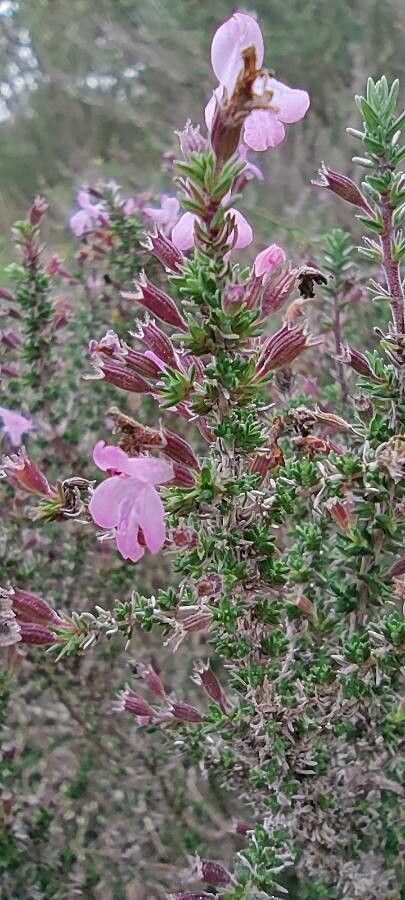 Micromeria graeca flower