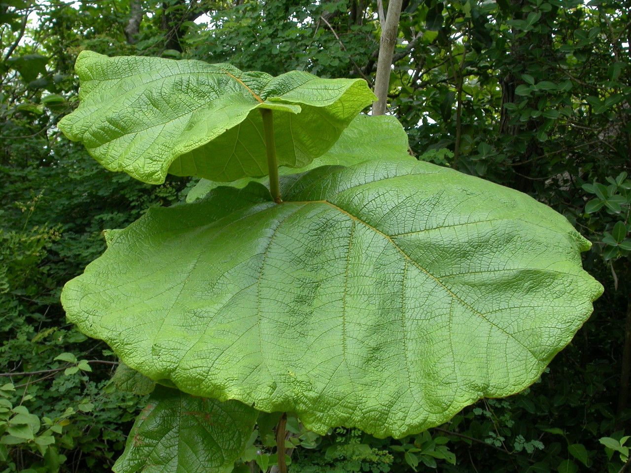 Coccoloba pubescens — houseplant care guide