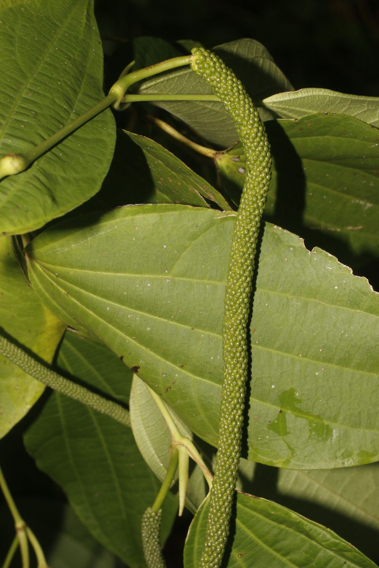 Piper dissimulans fruit