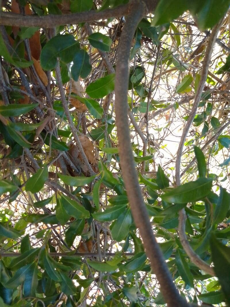 Landolphia myrtifolia bark