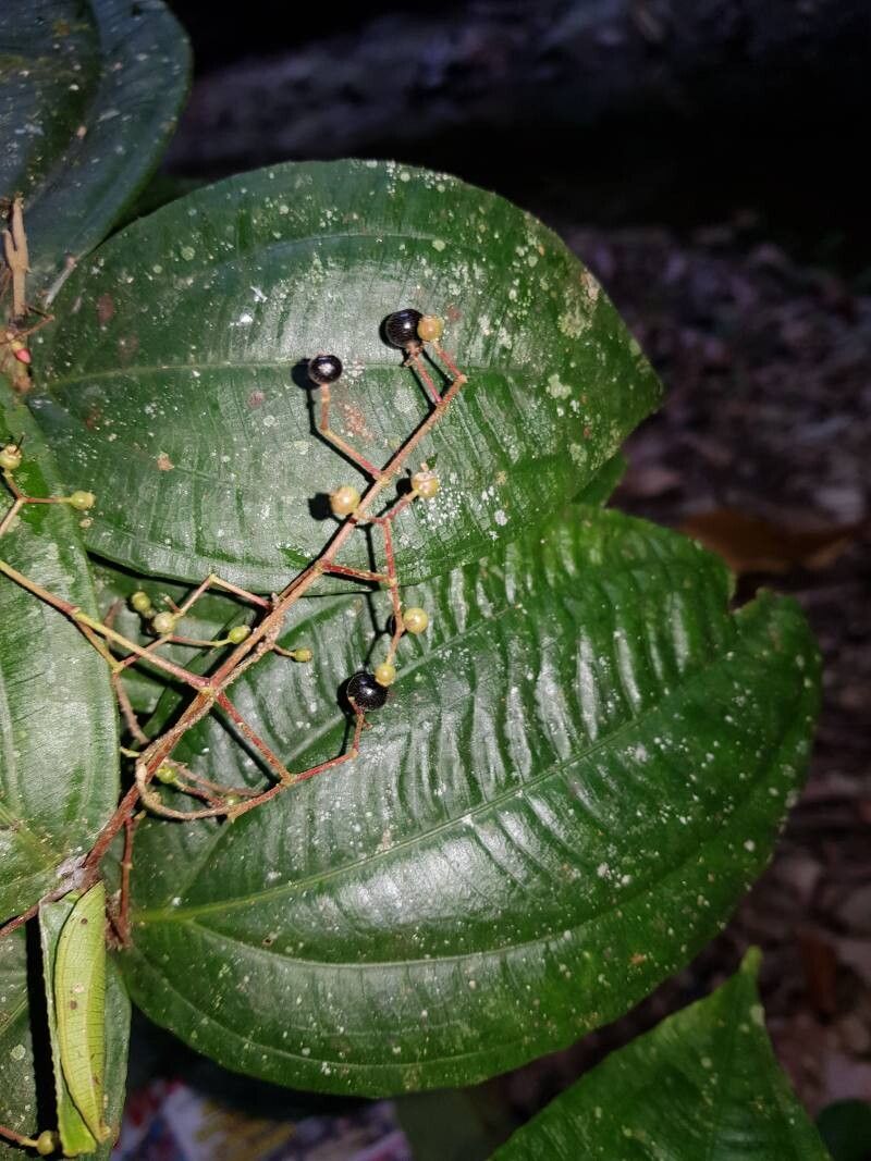 Miconia dissitiflora fruit