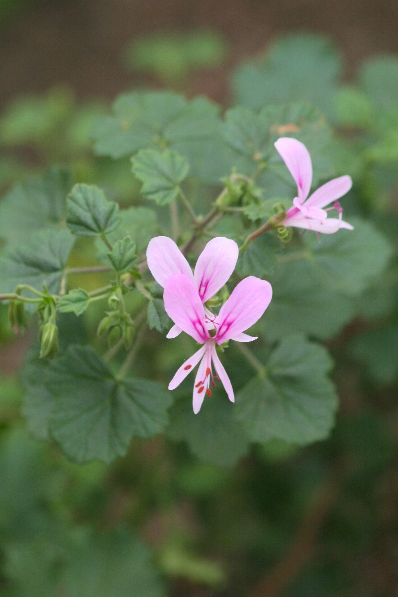 Pelargonium greytonense — houseplant care guide