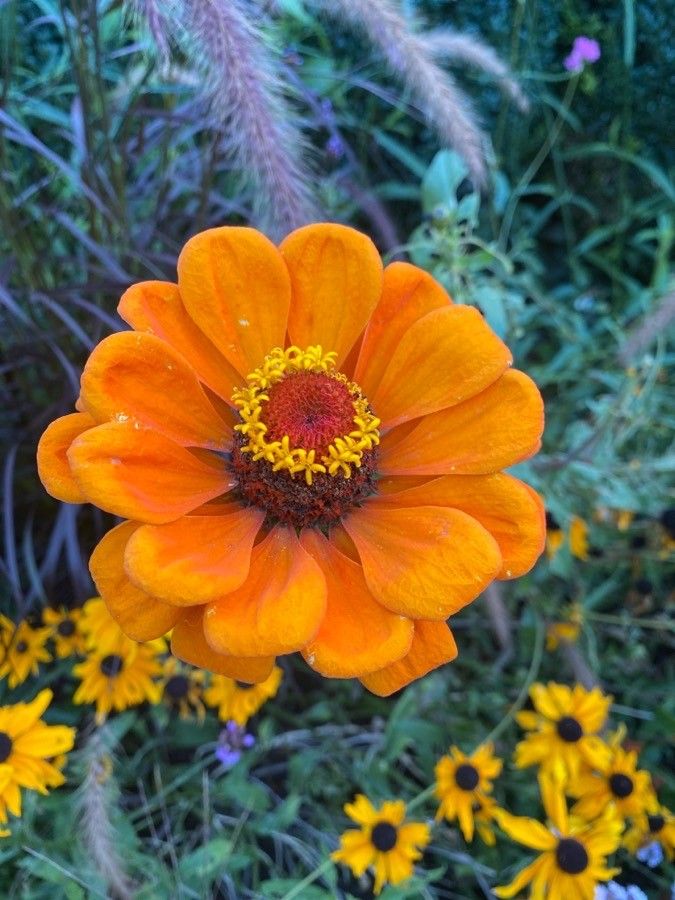 Zinnia haageana flower