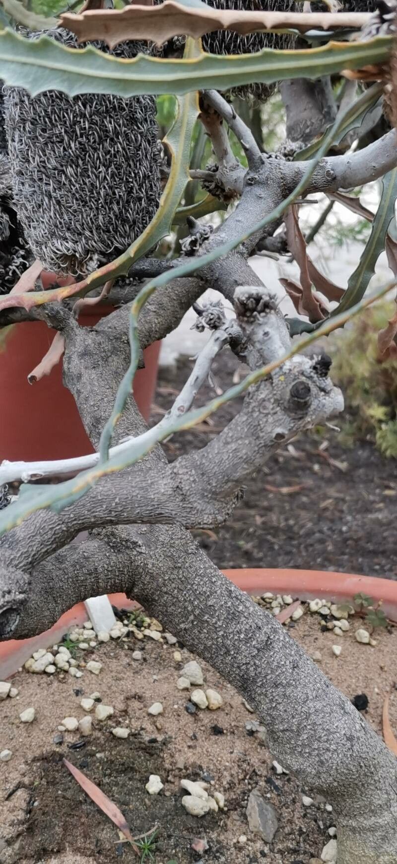 Banksia pilostylis bark