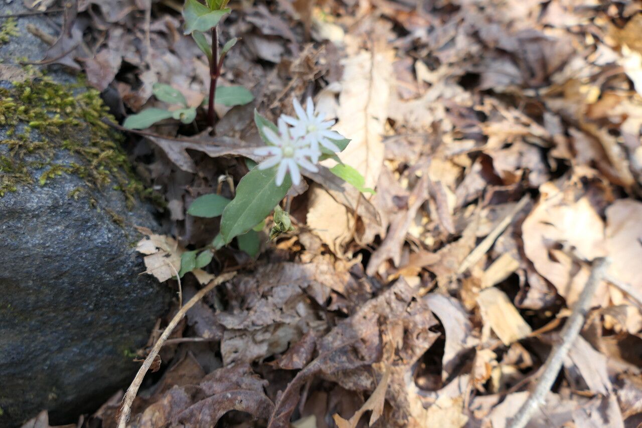 Stellaria pubera — search result for 'Stellaria'