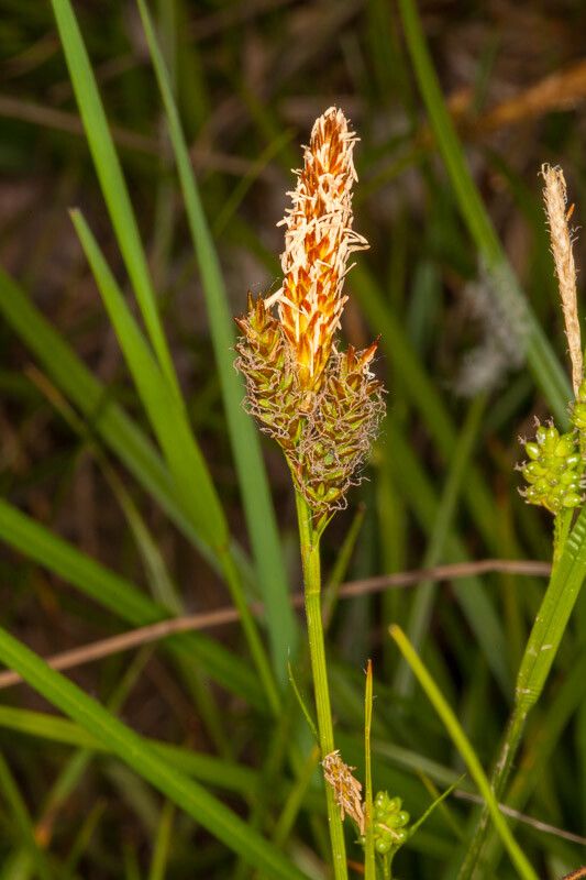 Carex pallescens flower