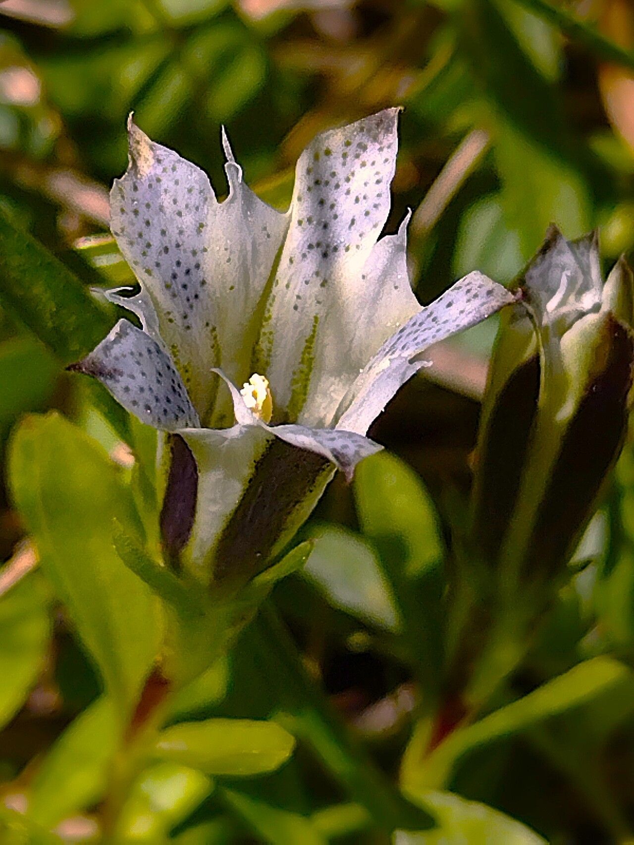 Gentiana newberryi flower