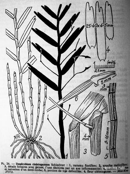 Dendrobium cleistogamum other