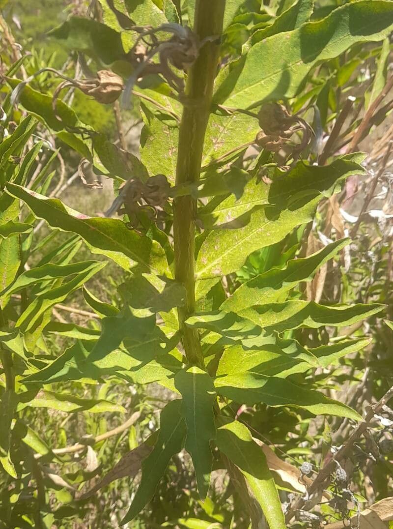 Lobelia excelsa — houseplant care guide