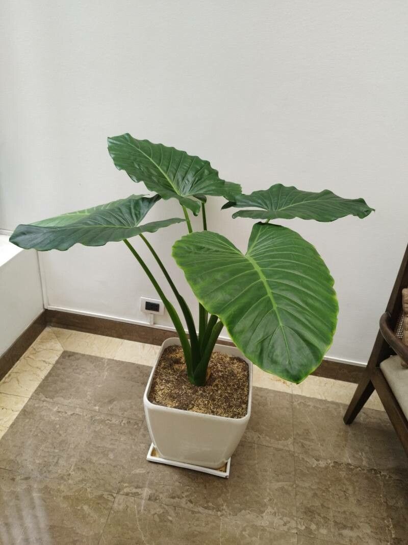 Alocasia brisbanensis bark