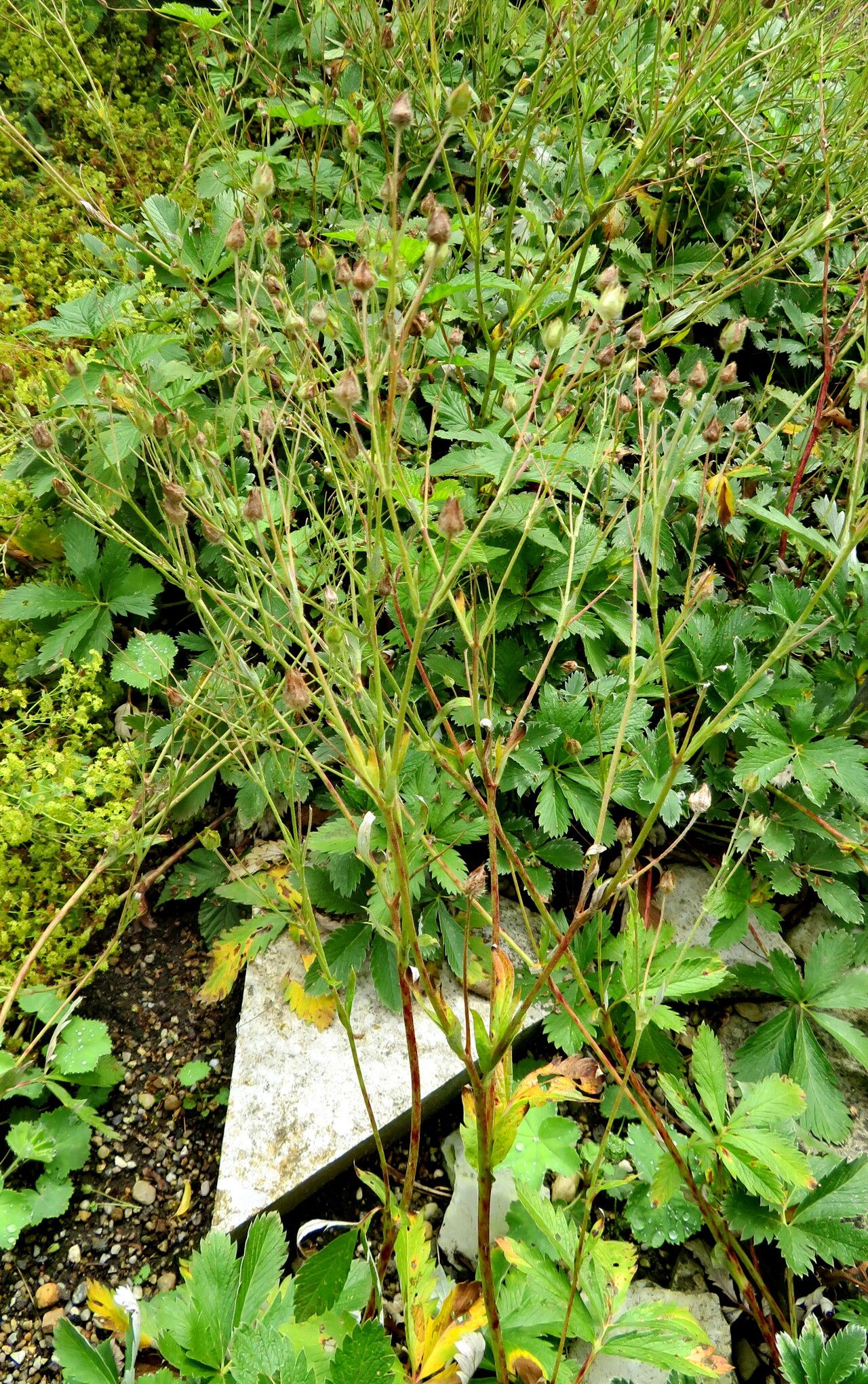 Potentilla porphyrantha flower