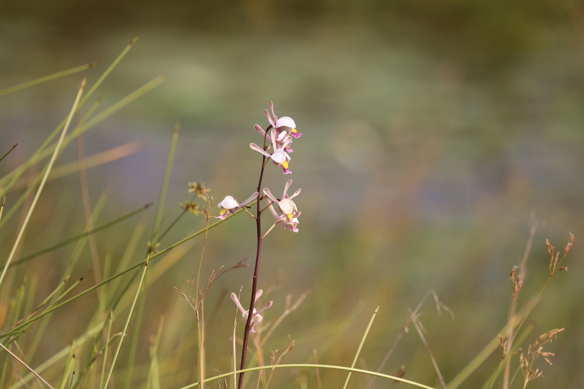 Eulophia caricifolia — houseplant care guide