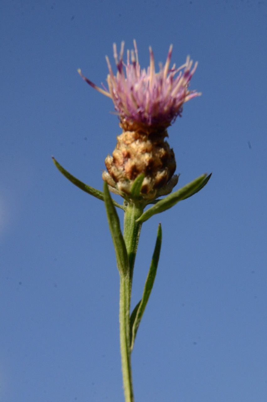 Centaurea alba habit