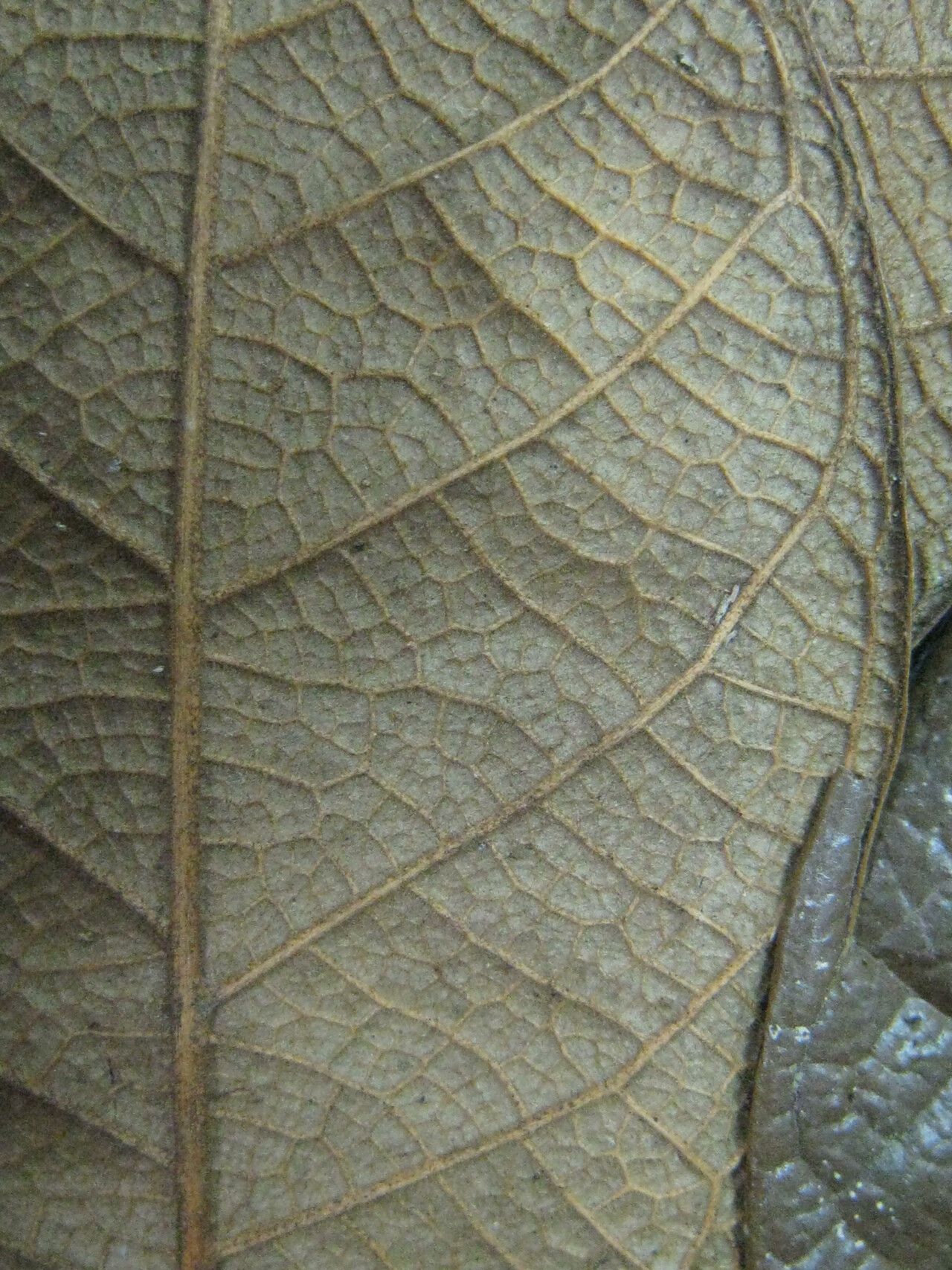 Brosimum amazonicum other