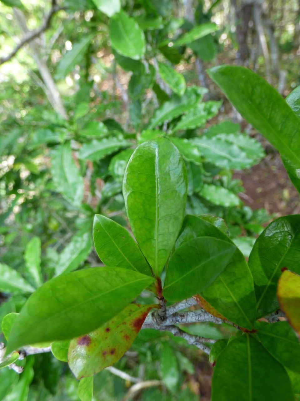 Ixora borboniae — houseplant care guide