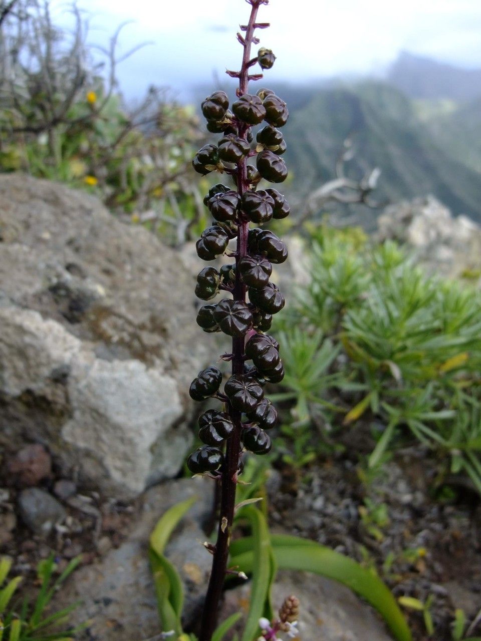 Scilla haemorrhoidalis fruit