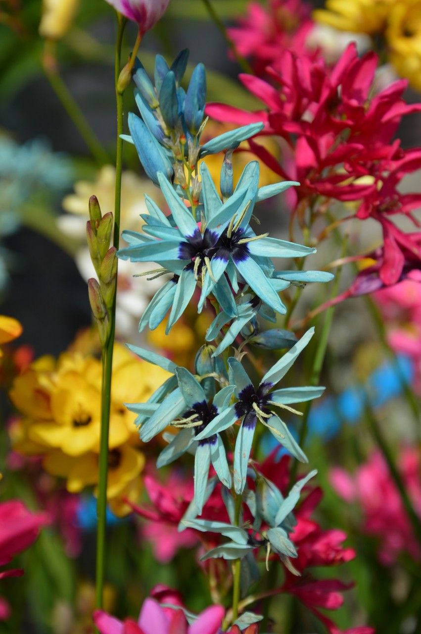 Ixia viridiflora flower