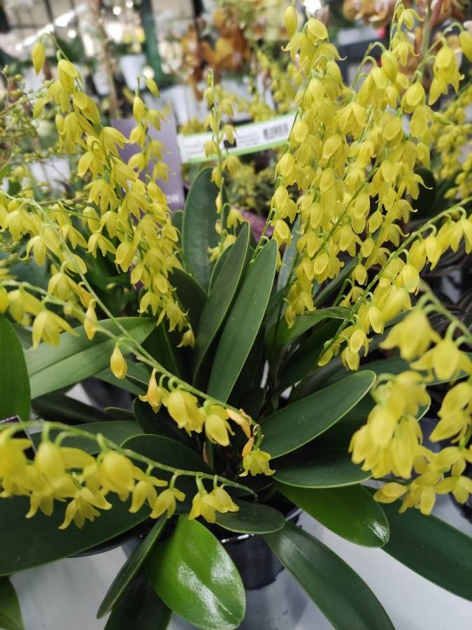 Specklinia grisebachiana habit