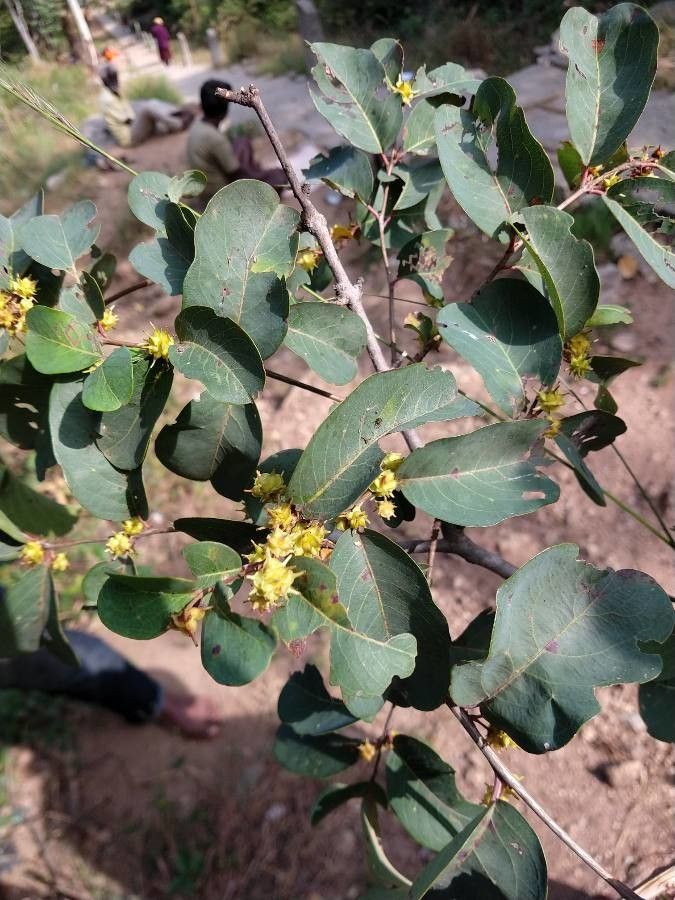 Terminalia anogeissiana flower