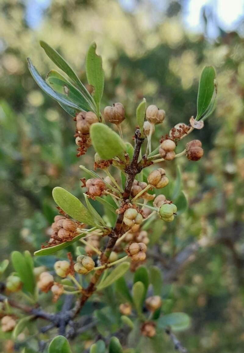 Discaria chacaye fruit