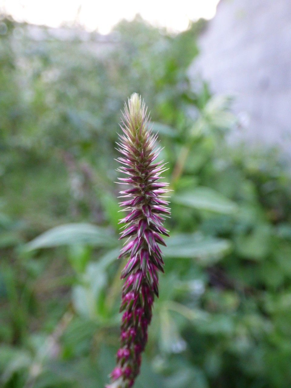 Achyranthes aspera flower