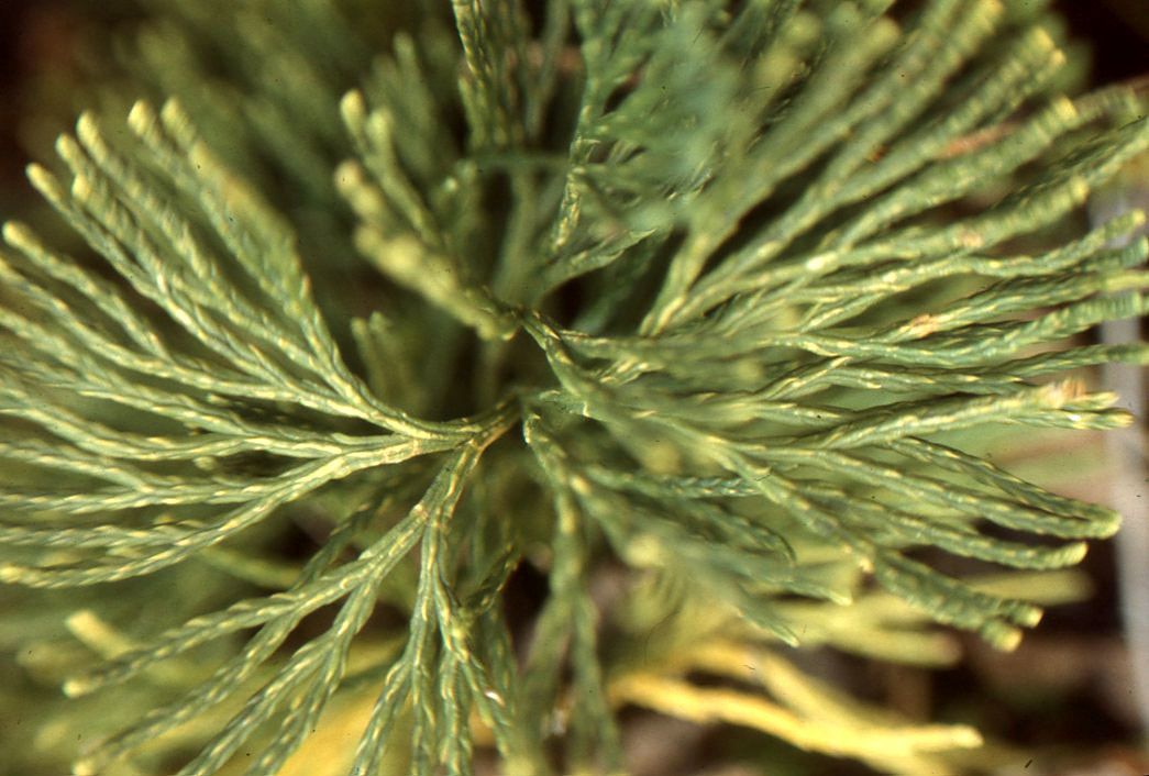 Diphasiastrum tristachyum other