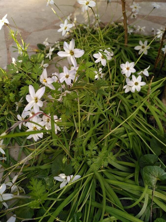 Ipheion uniflorum habit