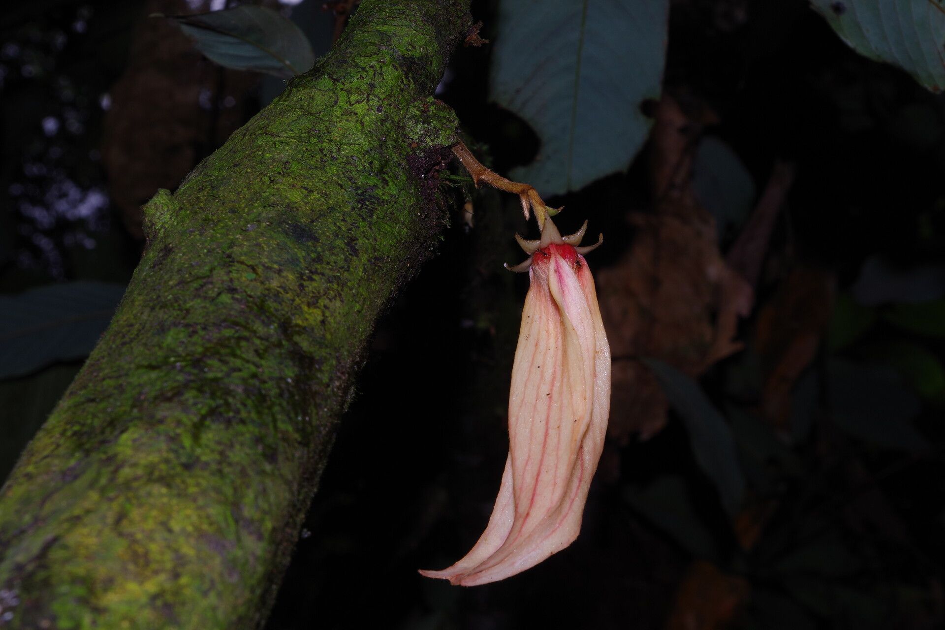 Piptostigma oyemense flower