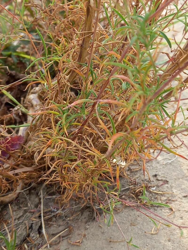 Epilobium brachycarpum leaf