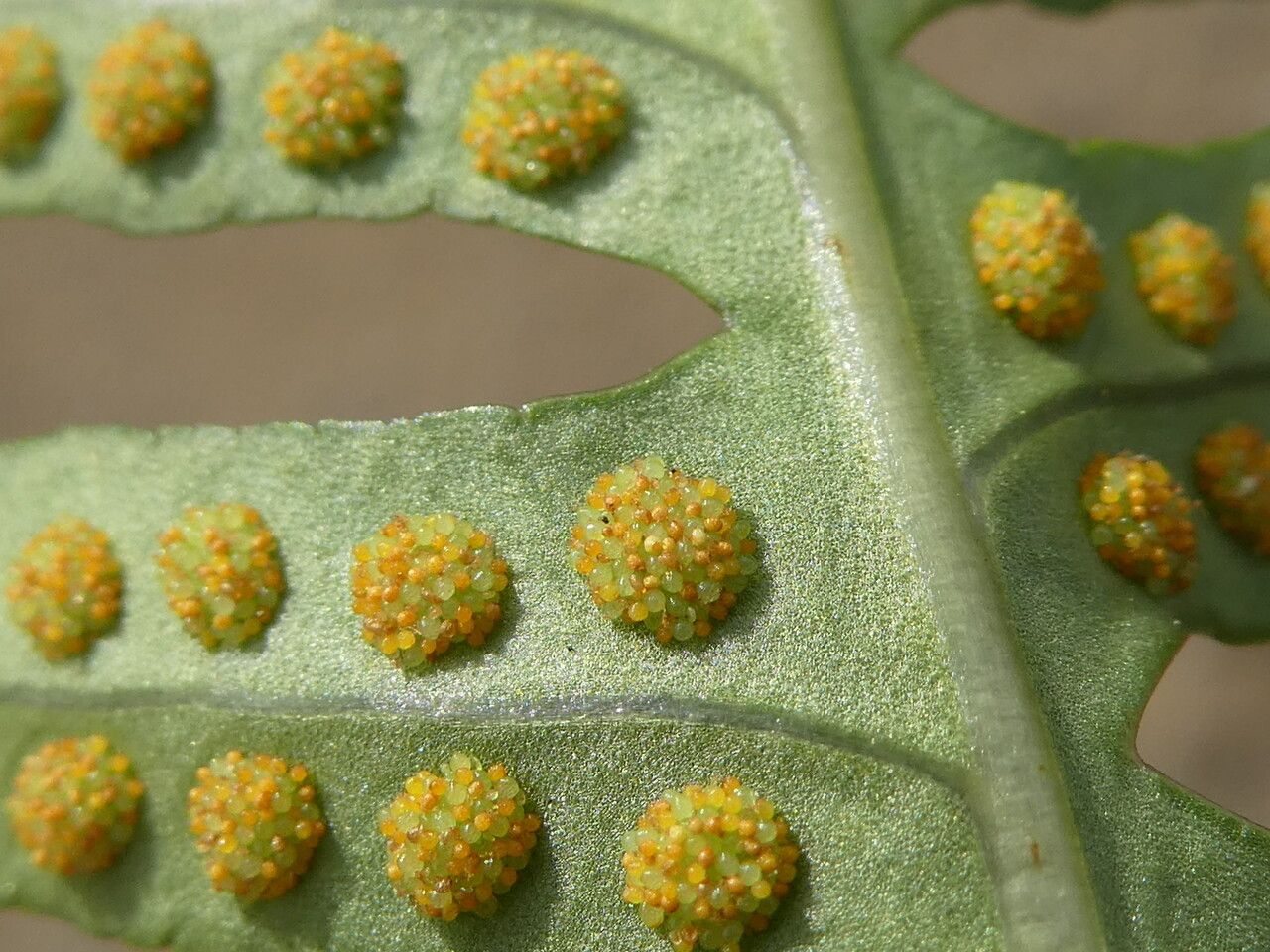 Polypodium vulgare fruit