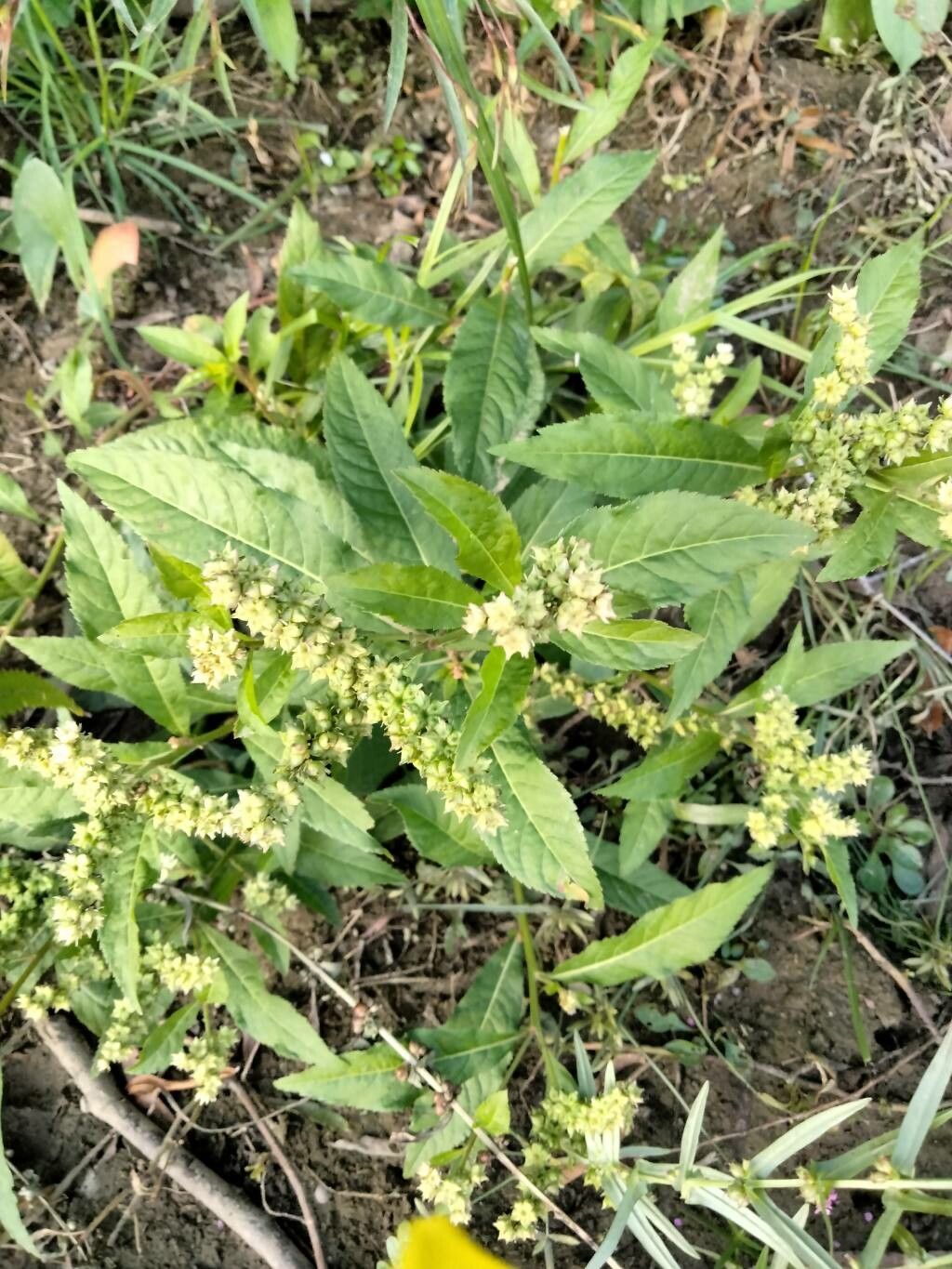Penthorum sedoides flower