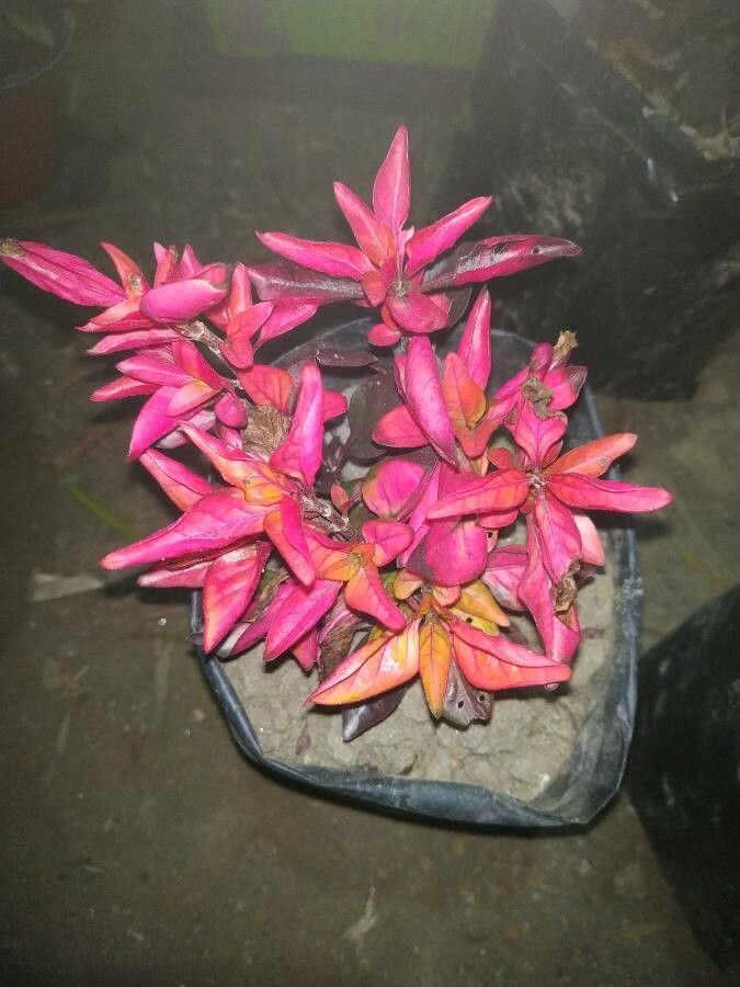 Alternanthera ficoidea