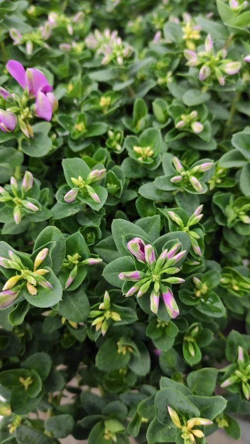 Polygala fruticosa — search result for 'Polygala'