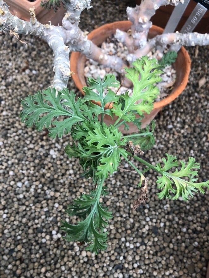 Pelargonium carnosum — search result for 'Geraniaceae'