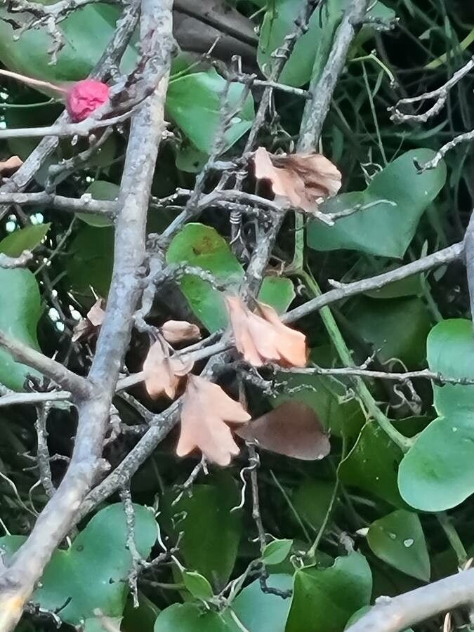 Crataegus laciniata leaf