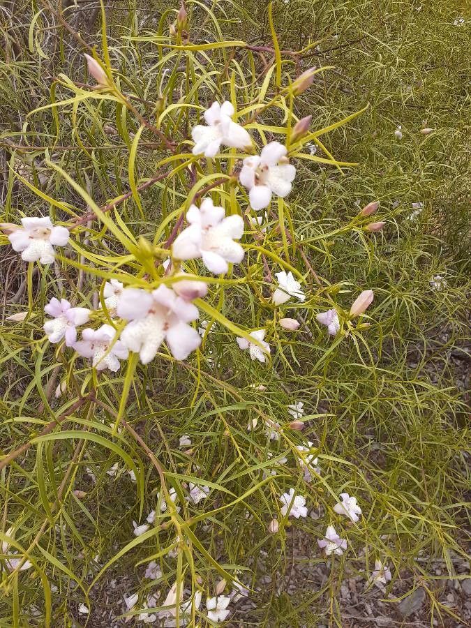 Eremophila polyclada — search result for 'Fuchsia'