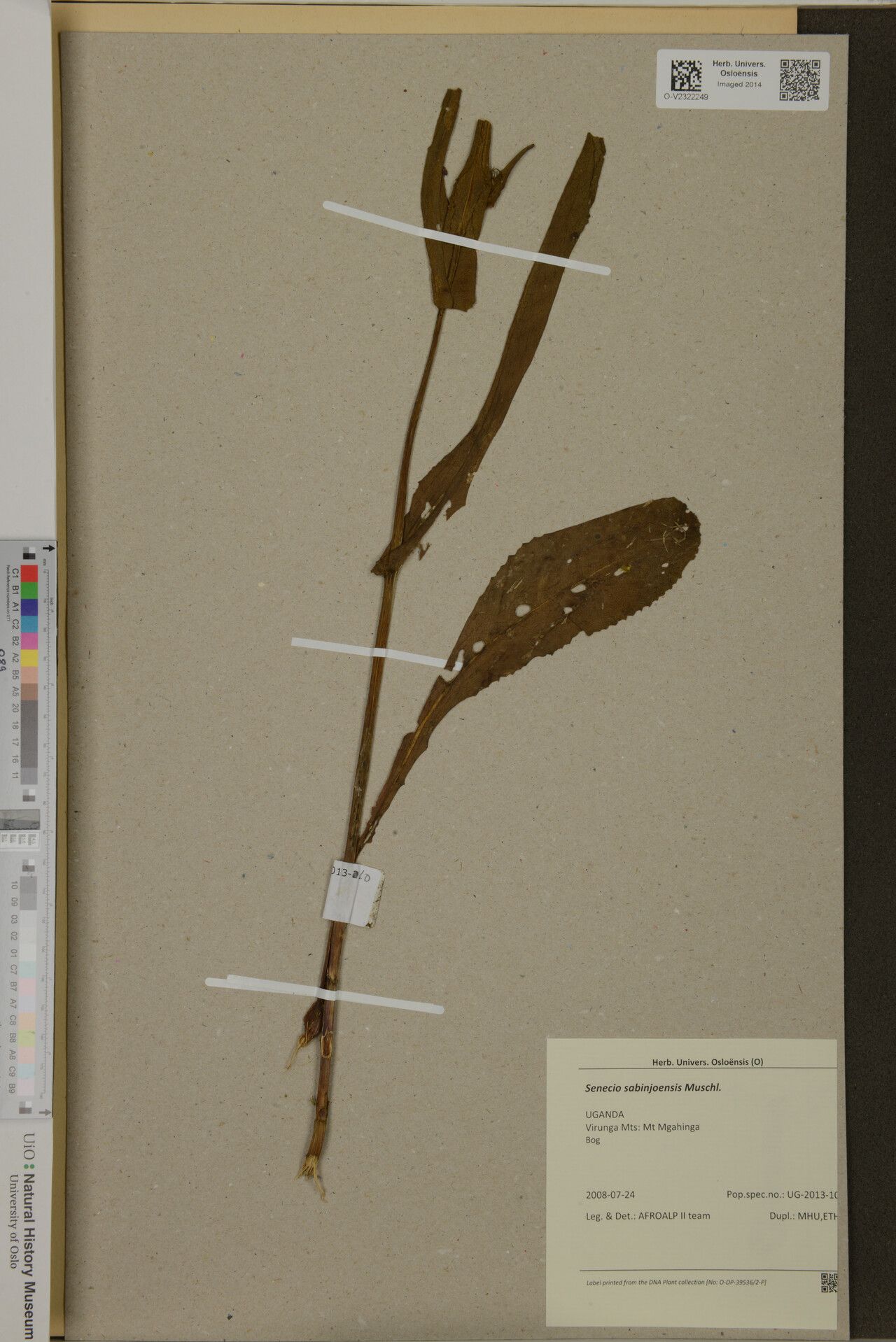 Senecio sabinjoensis — houseplant care guide