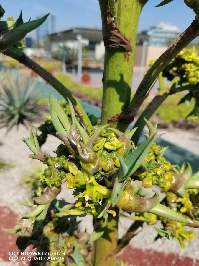 Agave demeesteriana fruit