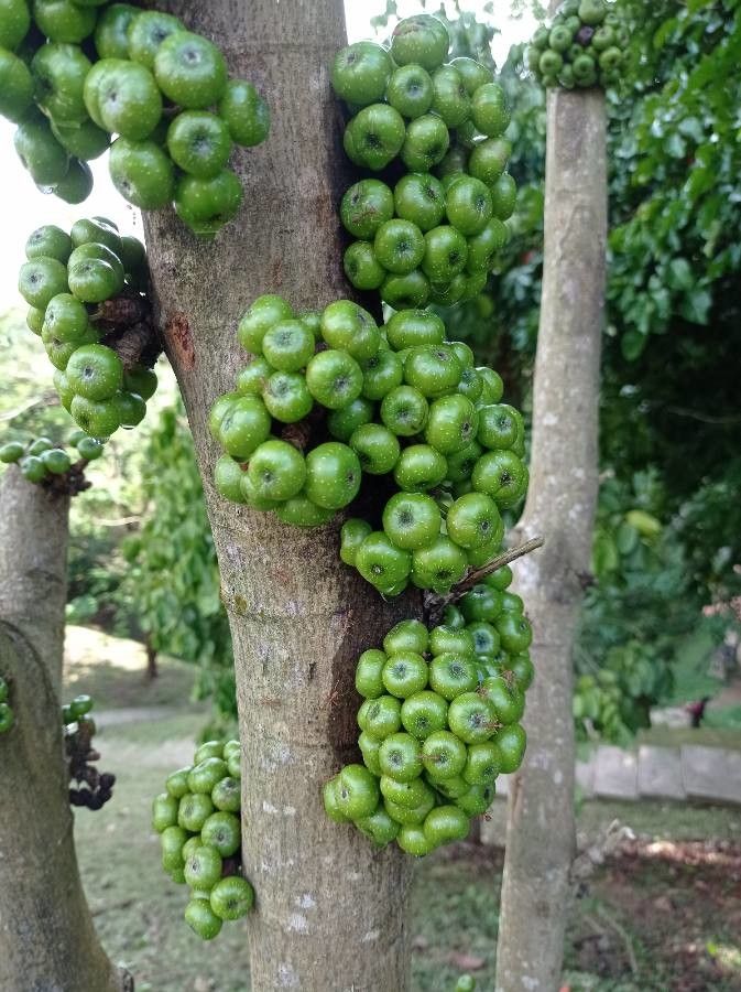 Ficus fistulosa fruit