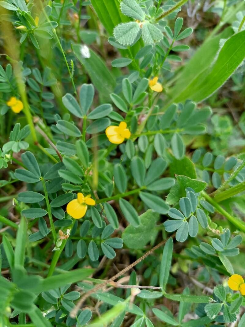 Hippocrepis biflora flower